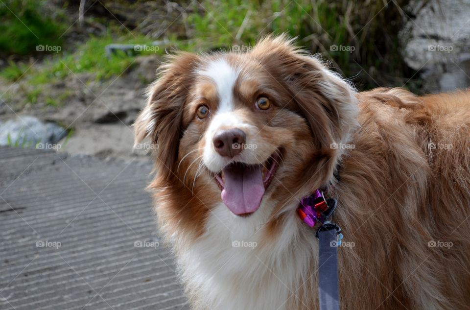 Close-up of dog sticking out tongue