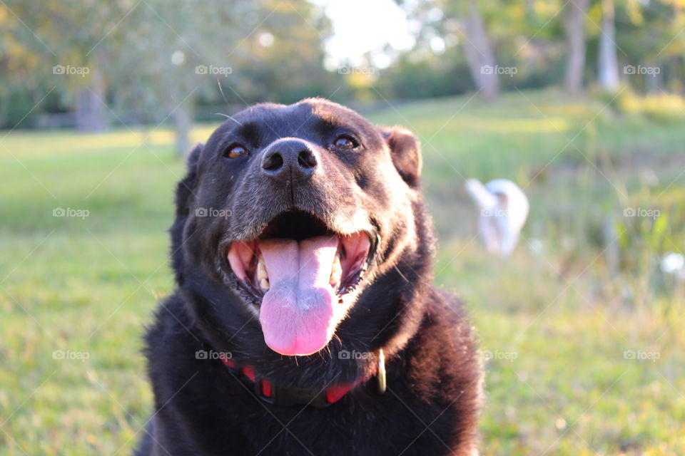 Happy pup