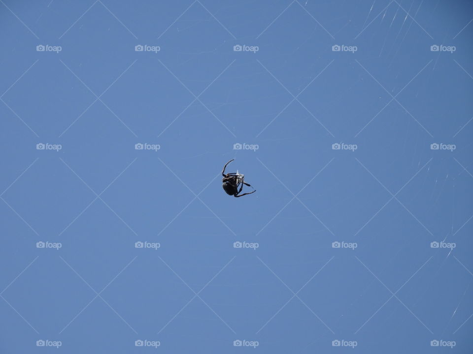 Black spider at work - spider in web against blue sky