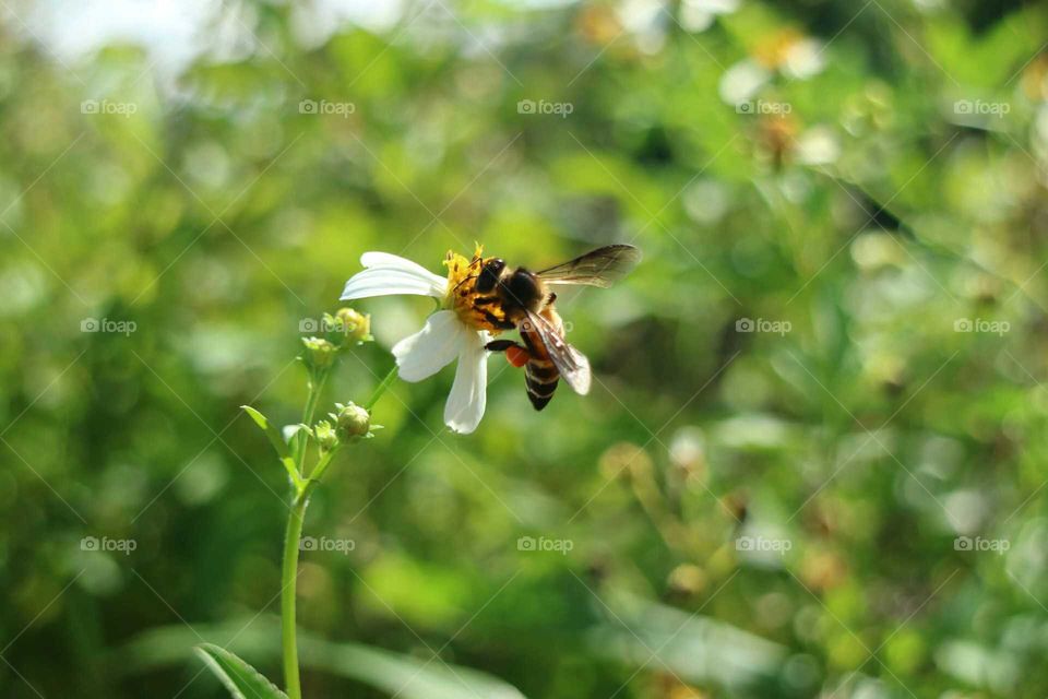 Bee