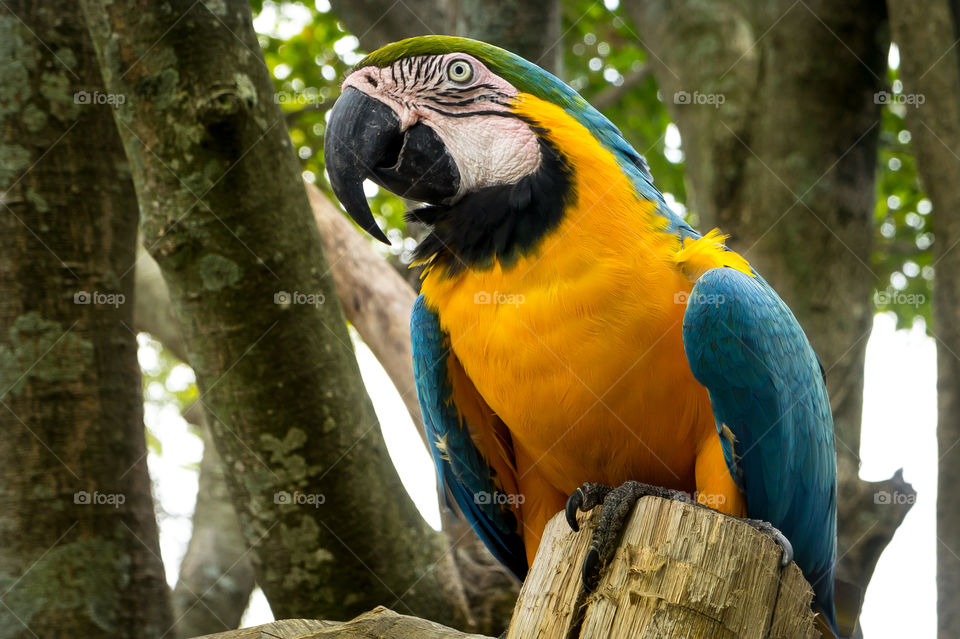 macaws - Rio de Janeiro - Brazil