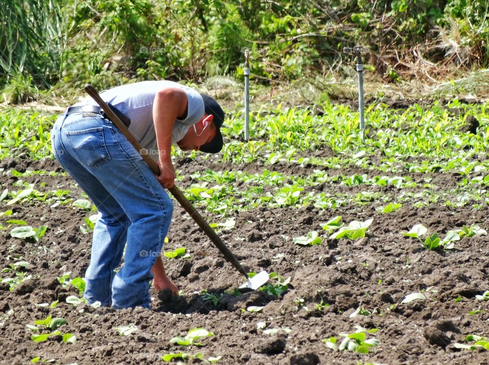 Planting Vegetables In The Garden