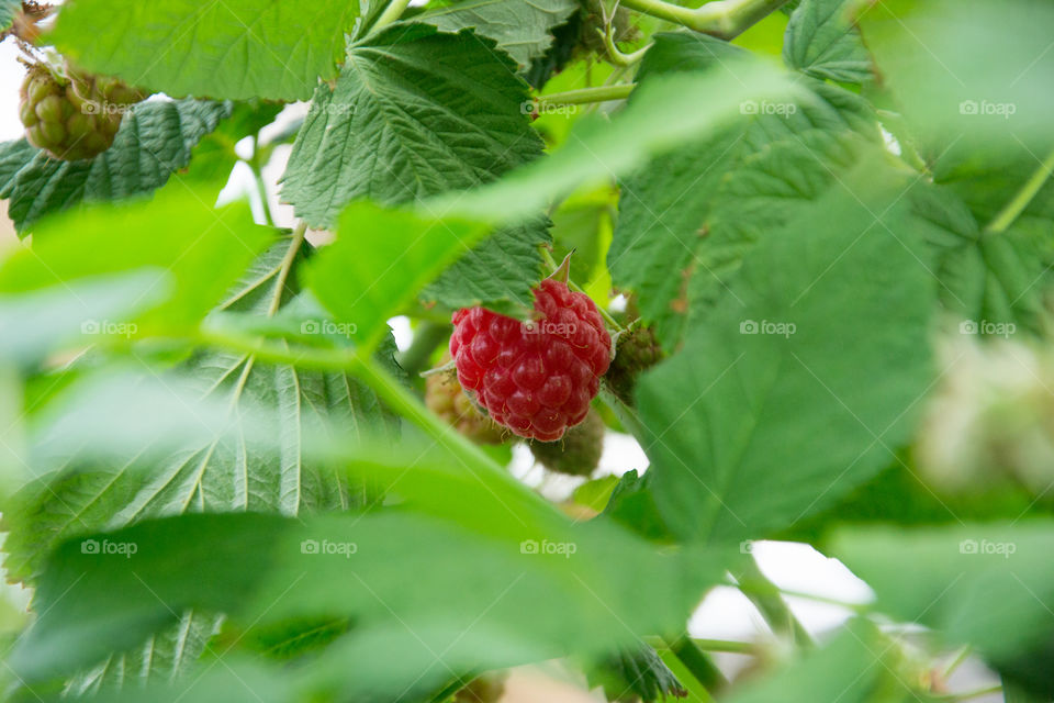 Raspberry bushes on a farm were tou can pick for your self outside Malmö in Sweden.