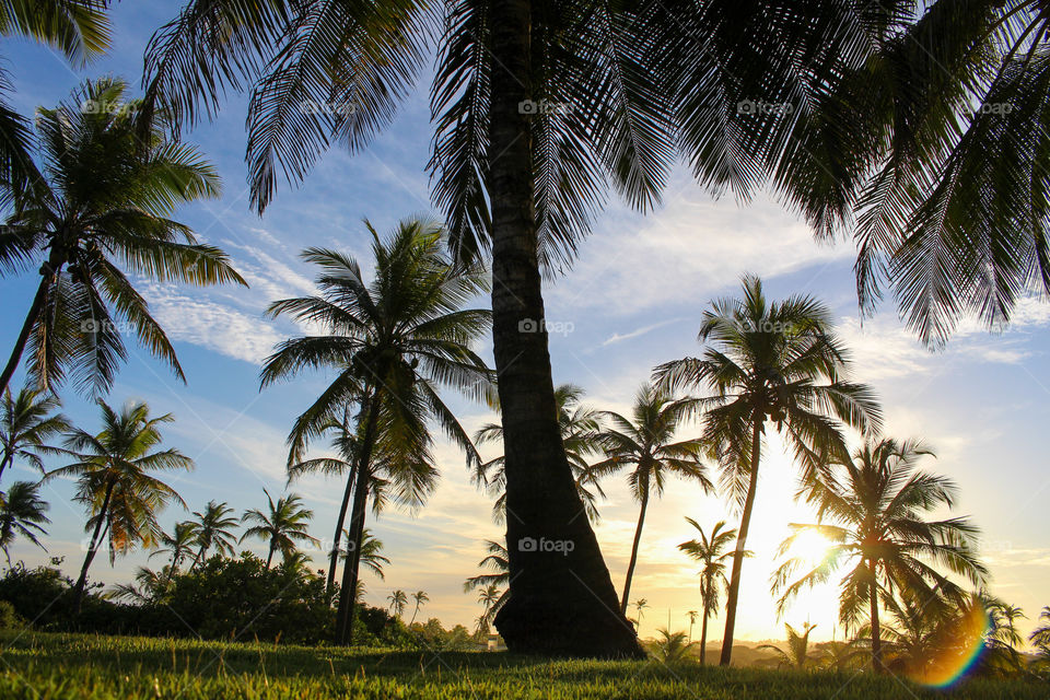 Golden hour overlooking the palm trees on the beach