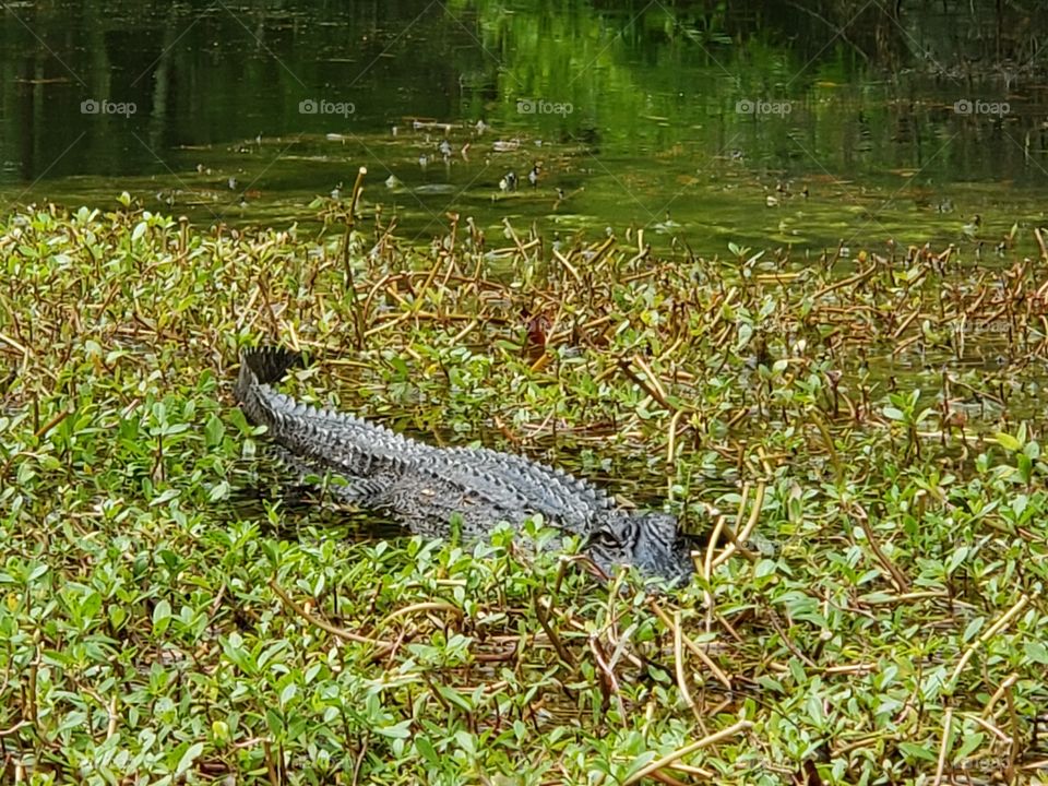 Alligator standing still