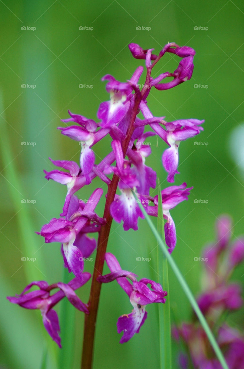 PURPLE FLOWER