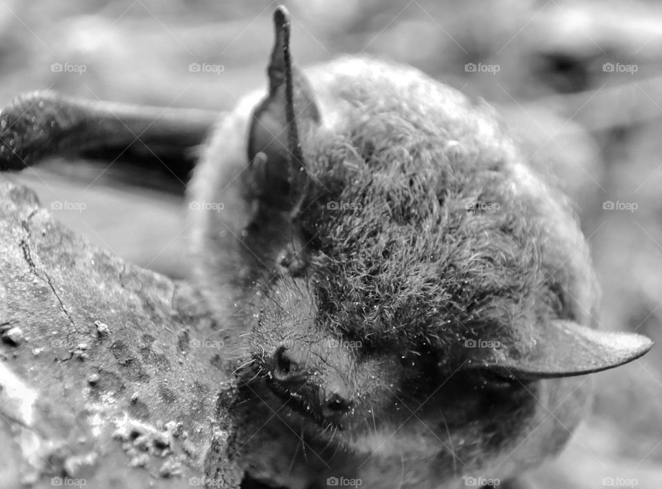 A bat, animal