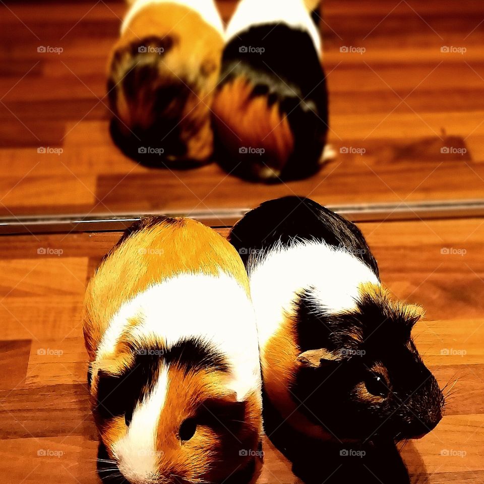 Guinea pig