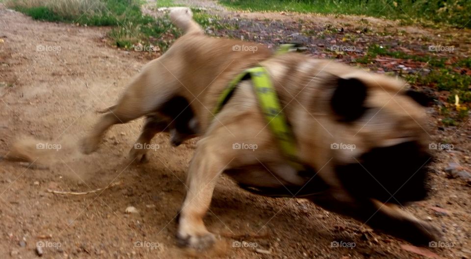 dog for speed