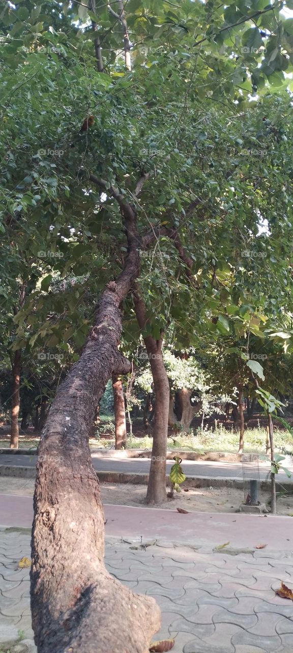 tree of rosewood