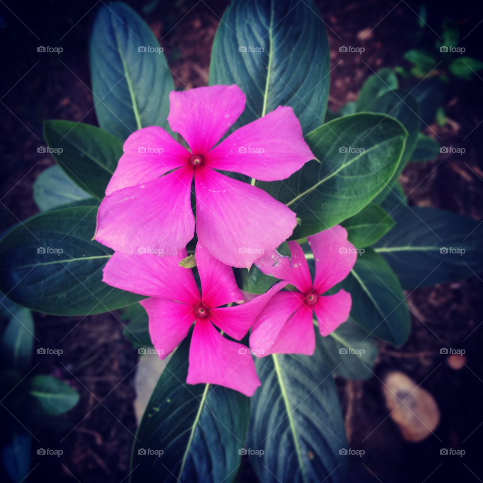 🌺Fim de #cooper!
Suado, cansado e feliz, alongando e curtindo a beleza das #flores.
🏁 🙆‍♂️ 
#corrida #treino #flor #flower #flowers #pétalas #pétala #jardim #jardinagem #garden #flora #run #running #esporte #alongamento