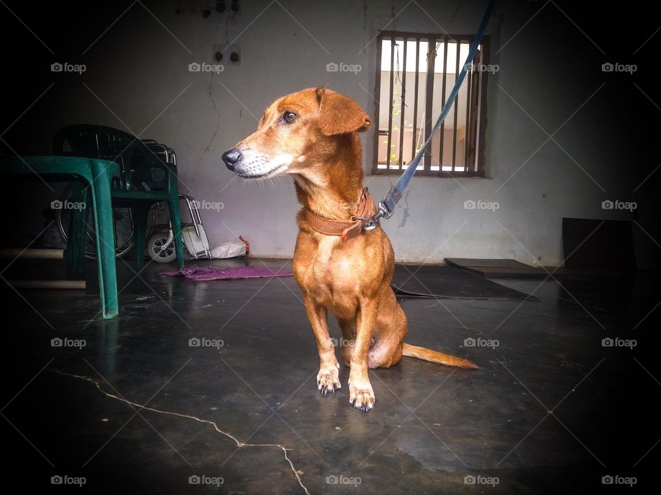 A dog that cannot move its hind legs due to the vehicle going up and down its body and can only move by dragging its hind legs. Her master feeds her without abandoning her.