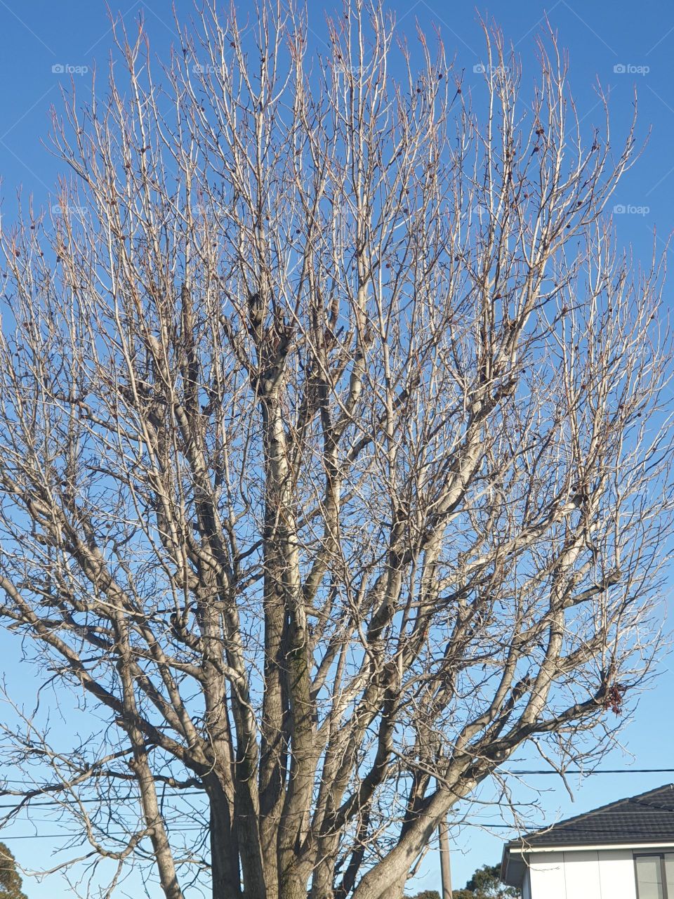 Winter season tree shedding leaves