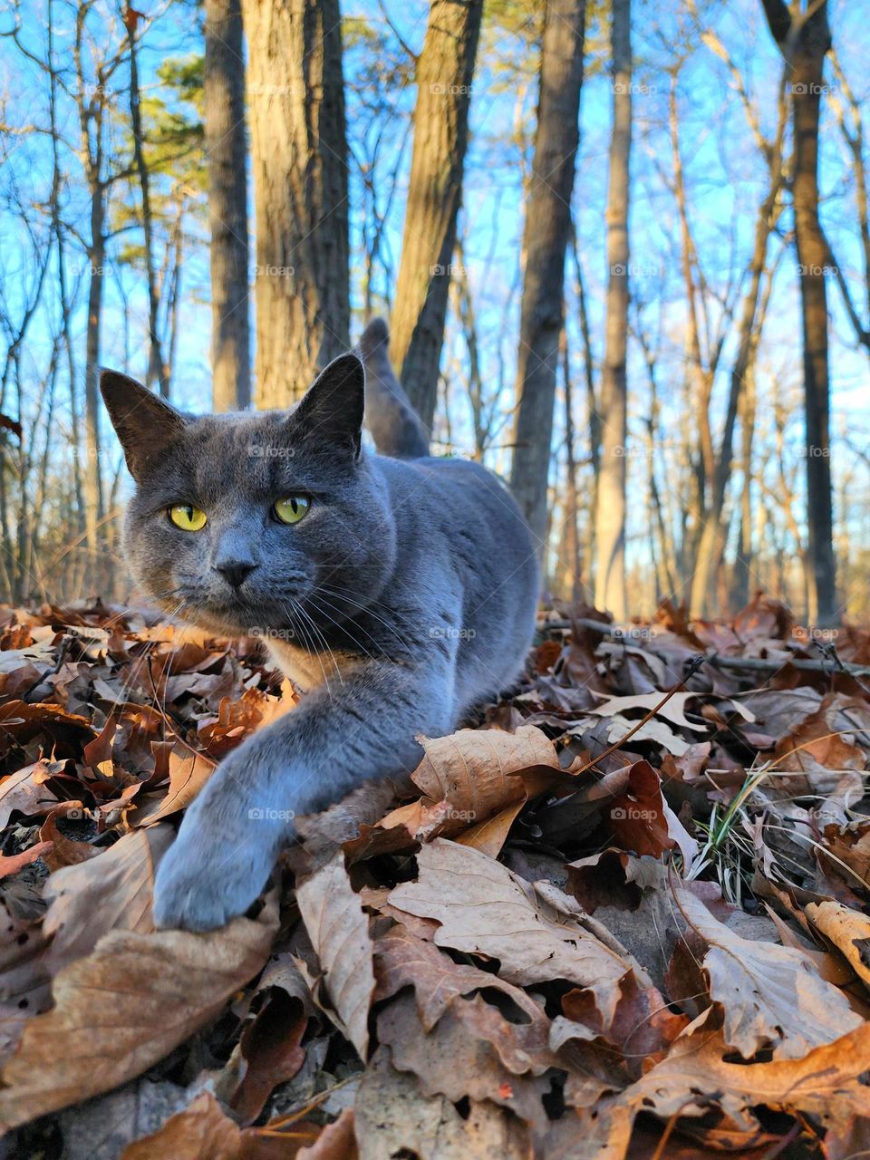 Blue Russian Cat in the Woods