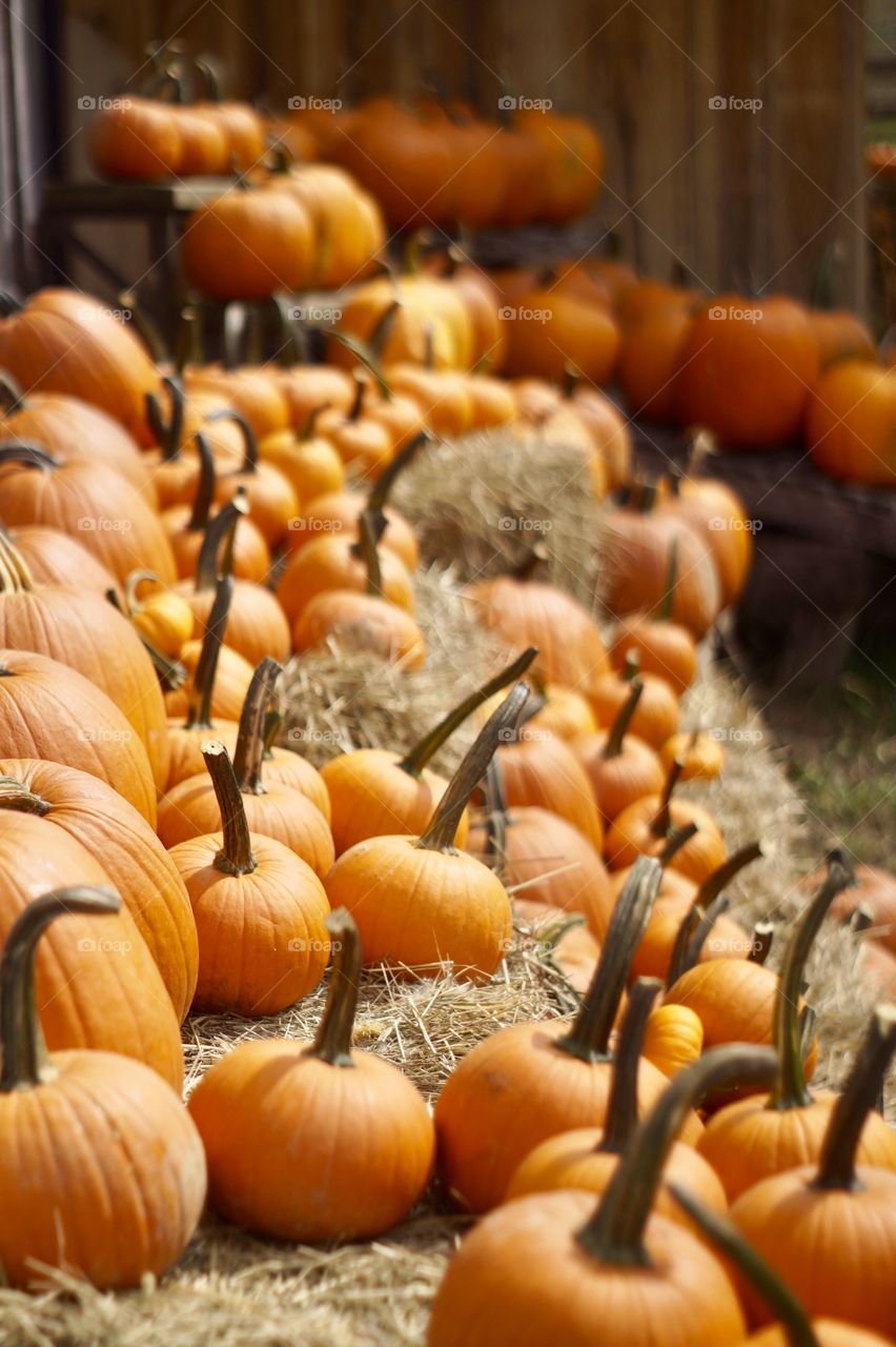 Pumpkins on hay