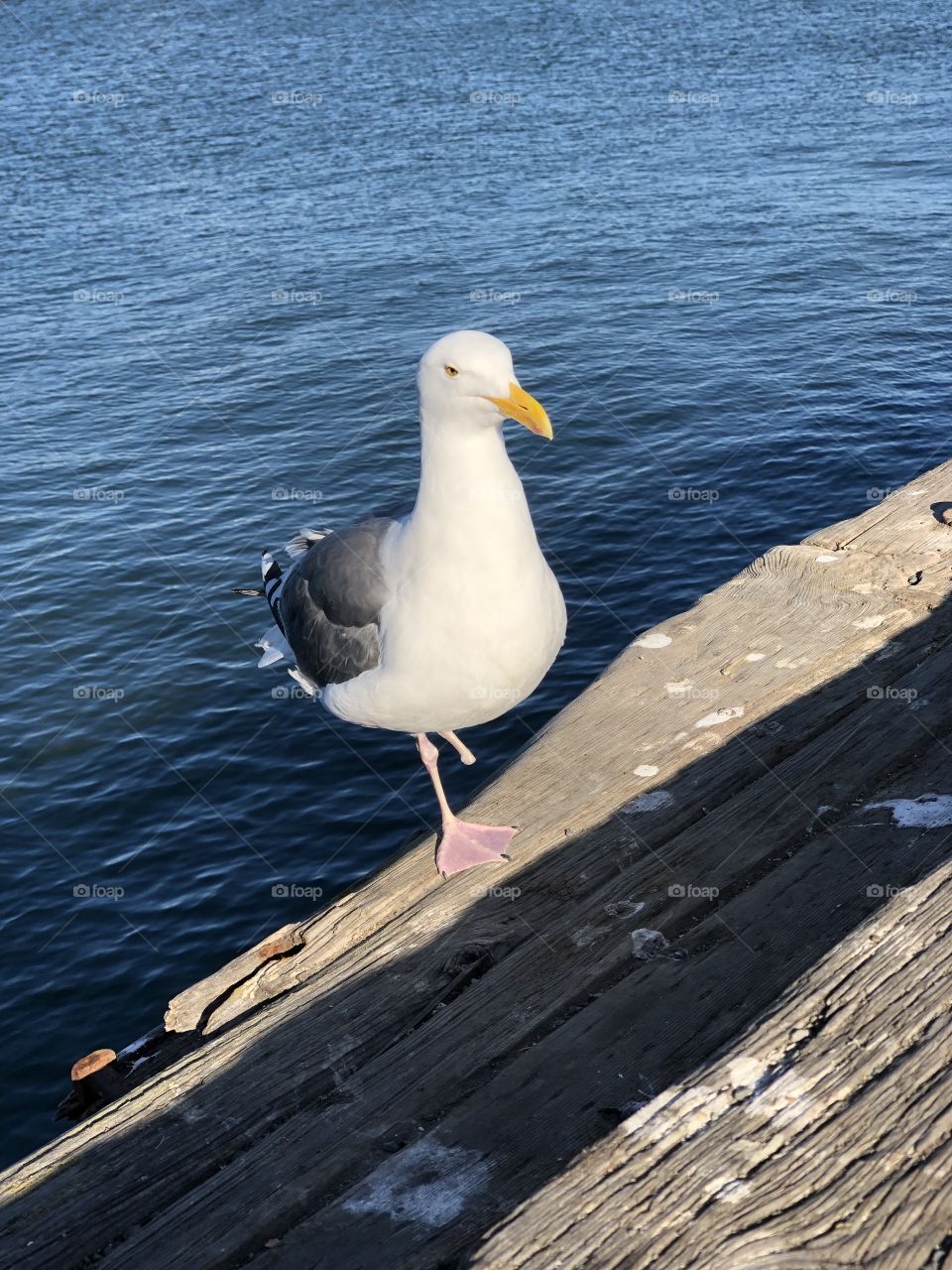 One Legged Seagull