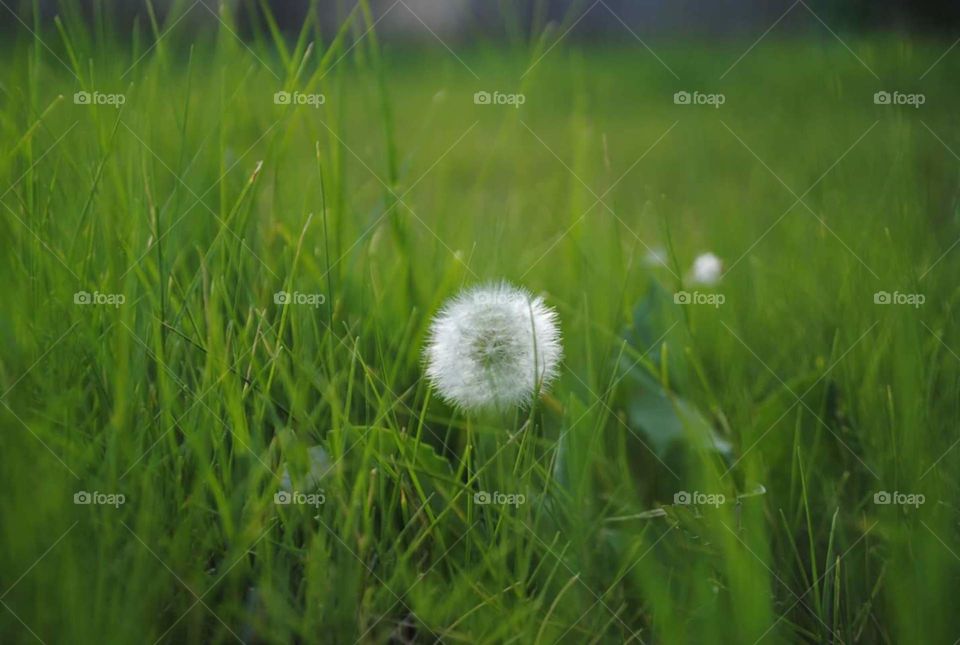 single dandelion in field