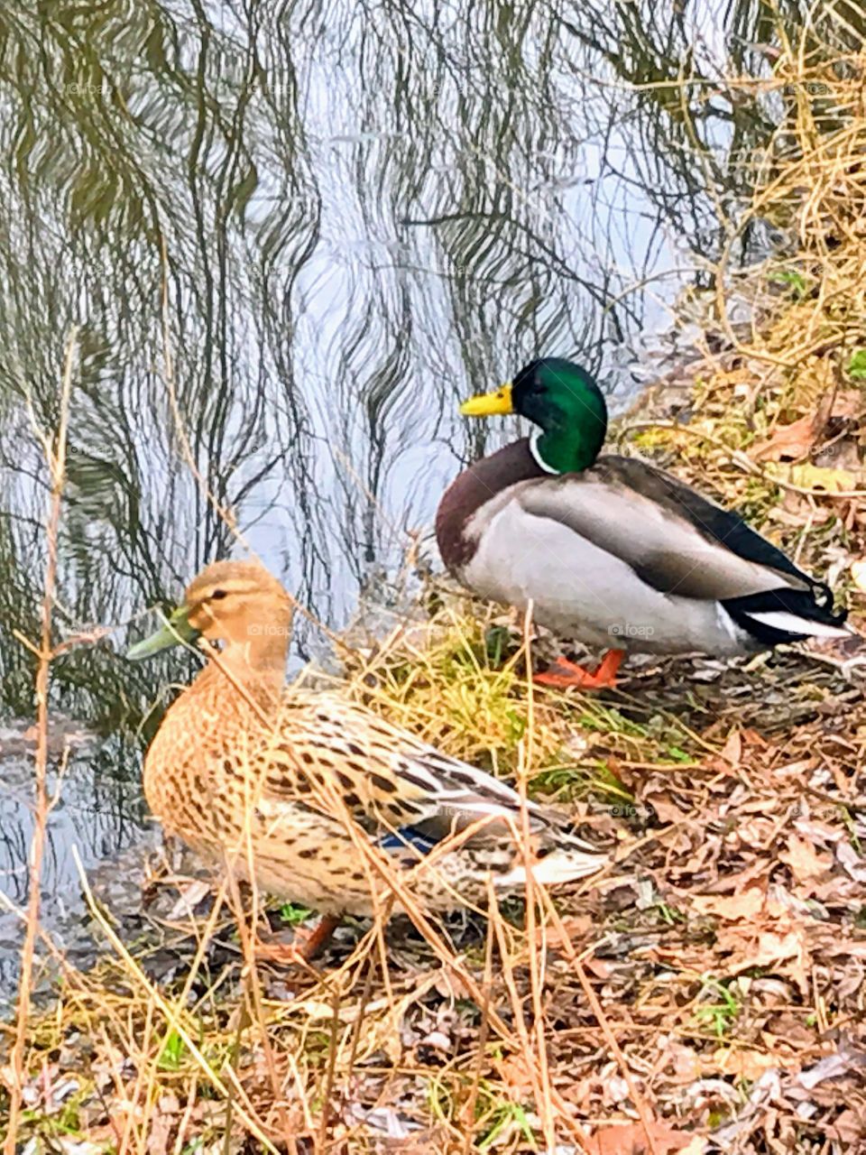 Duck habitat along the river