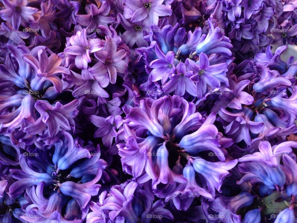 Hyacinth 