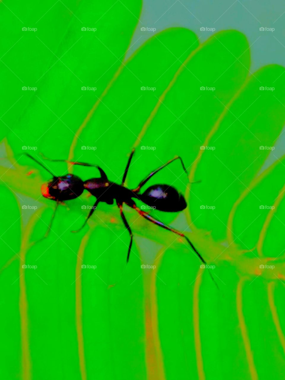 black ant