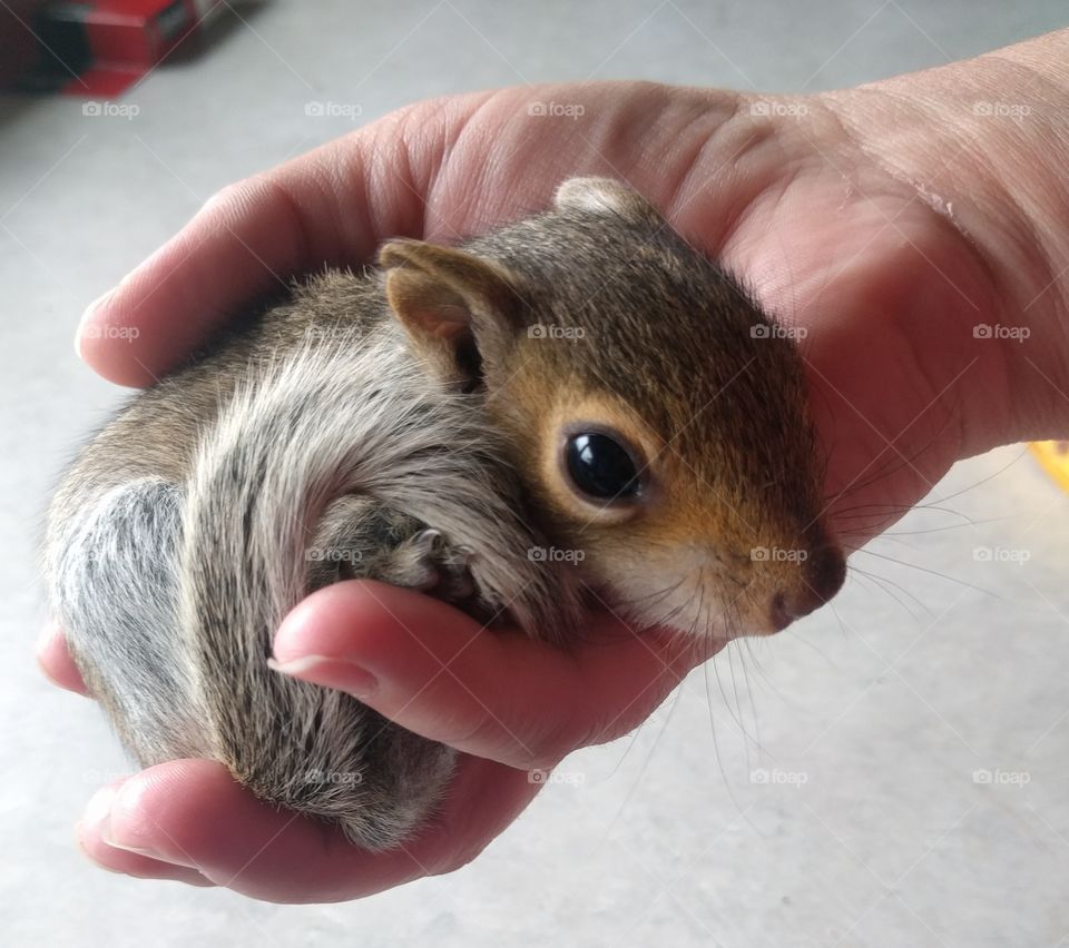 baby squirrel