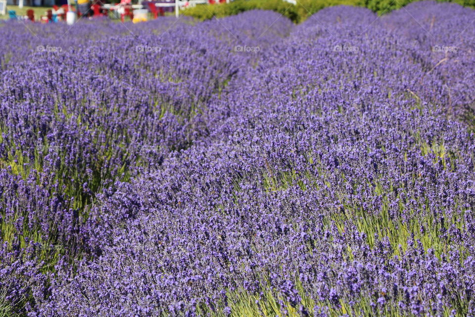 Lavender fields 