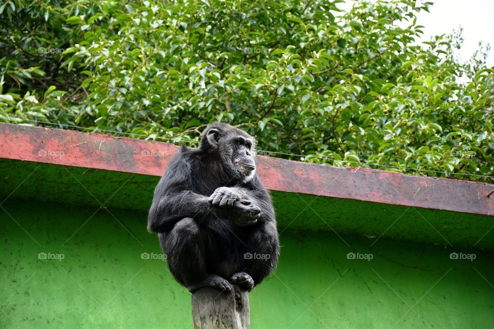 a monkey seated on a trunk