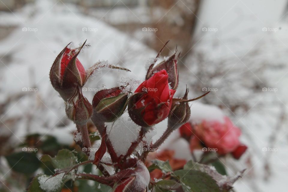 rosebuds covered with snow, unopened, in the cold