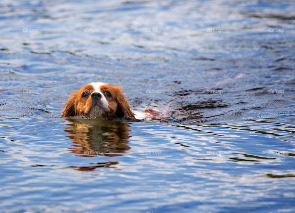 Dog having a swim in the lake on a hot summer day