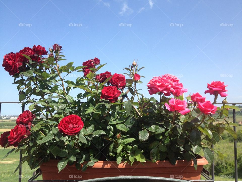 Power of Flowers . The red roses in My terrace,Bertinoro,Italy