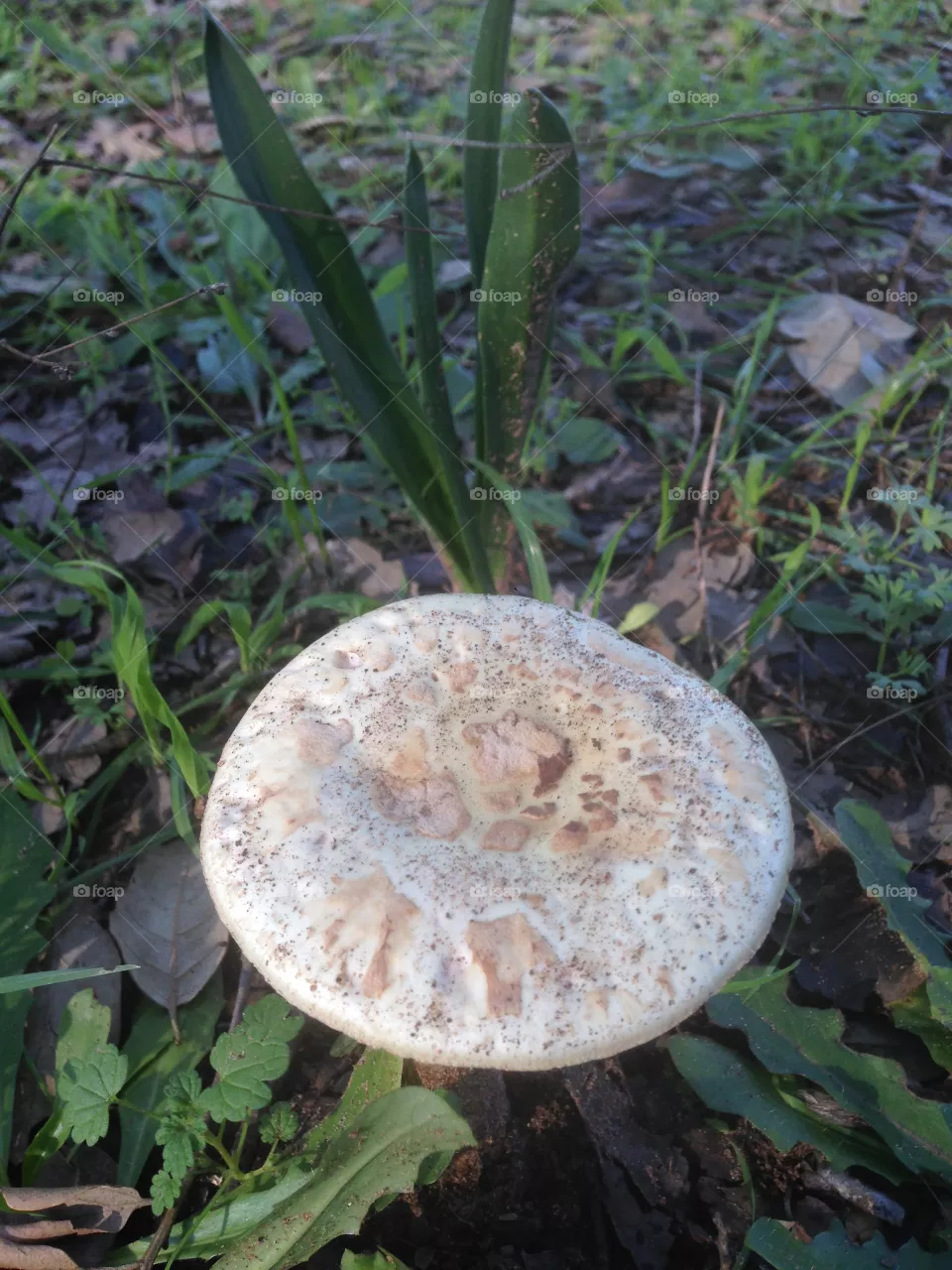 champignon
