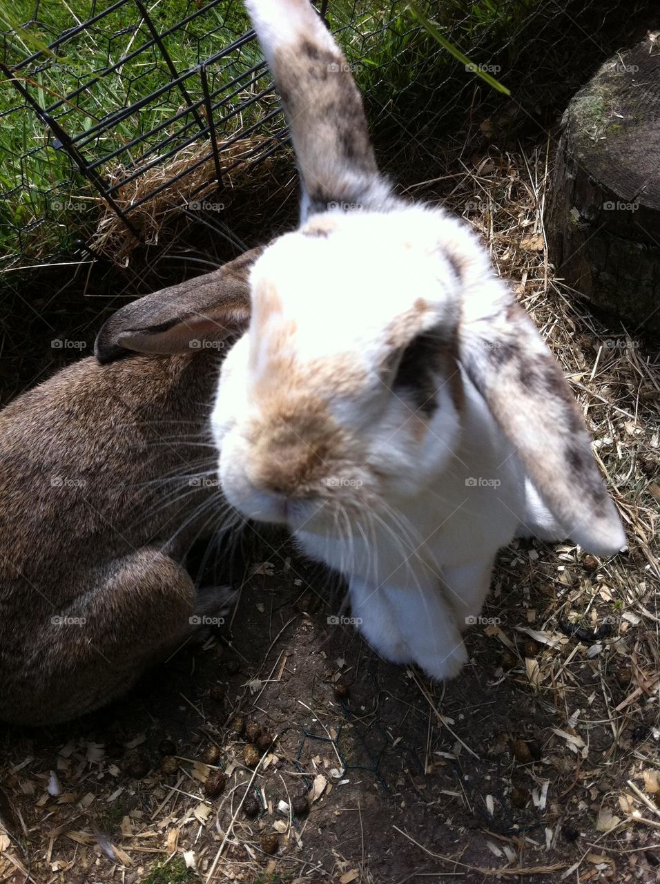 Two cute pet bunny rabbits