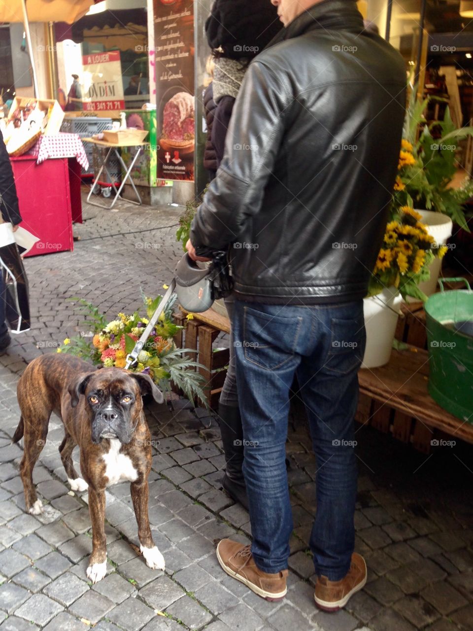A dog on the market 