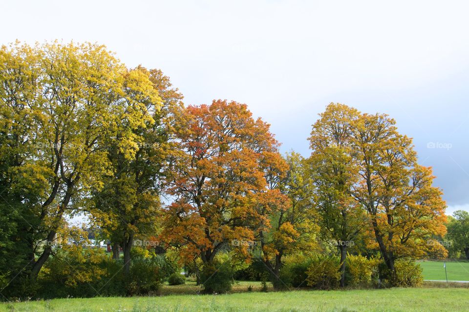 autumn colors