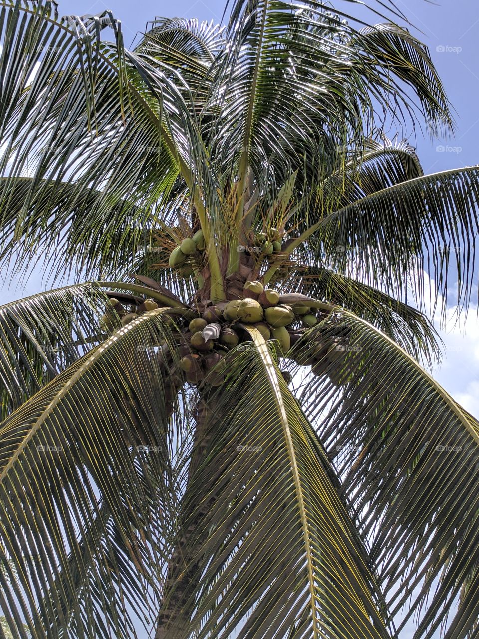 coconut tree