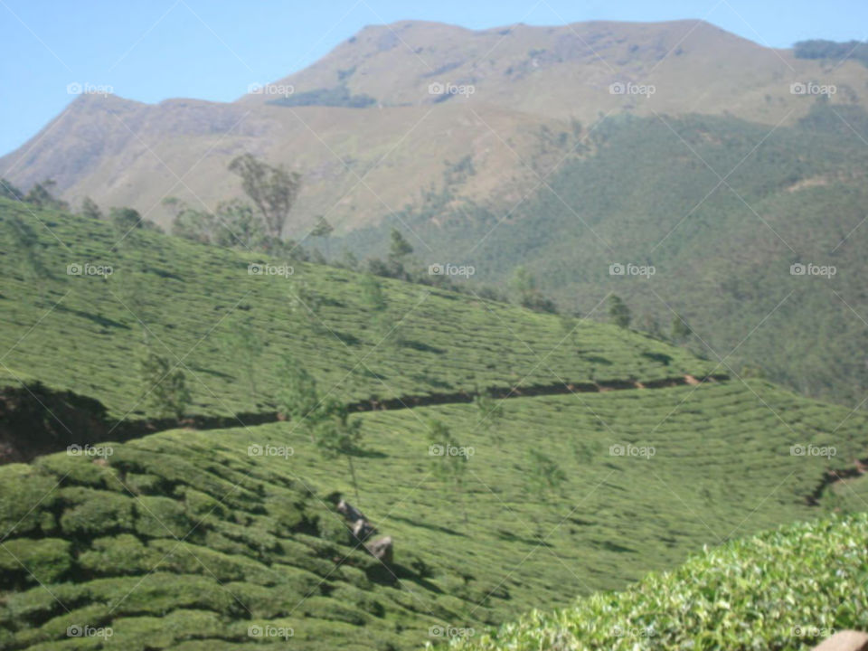 Tea garden