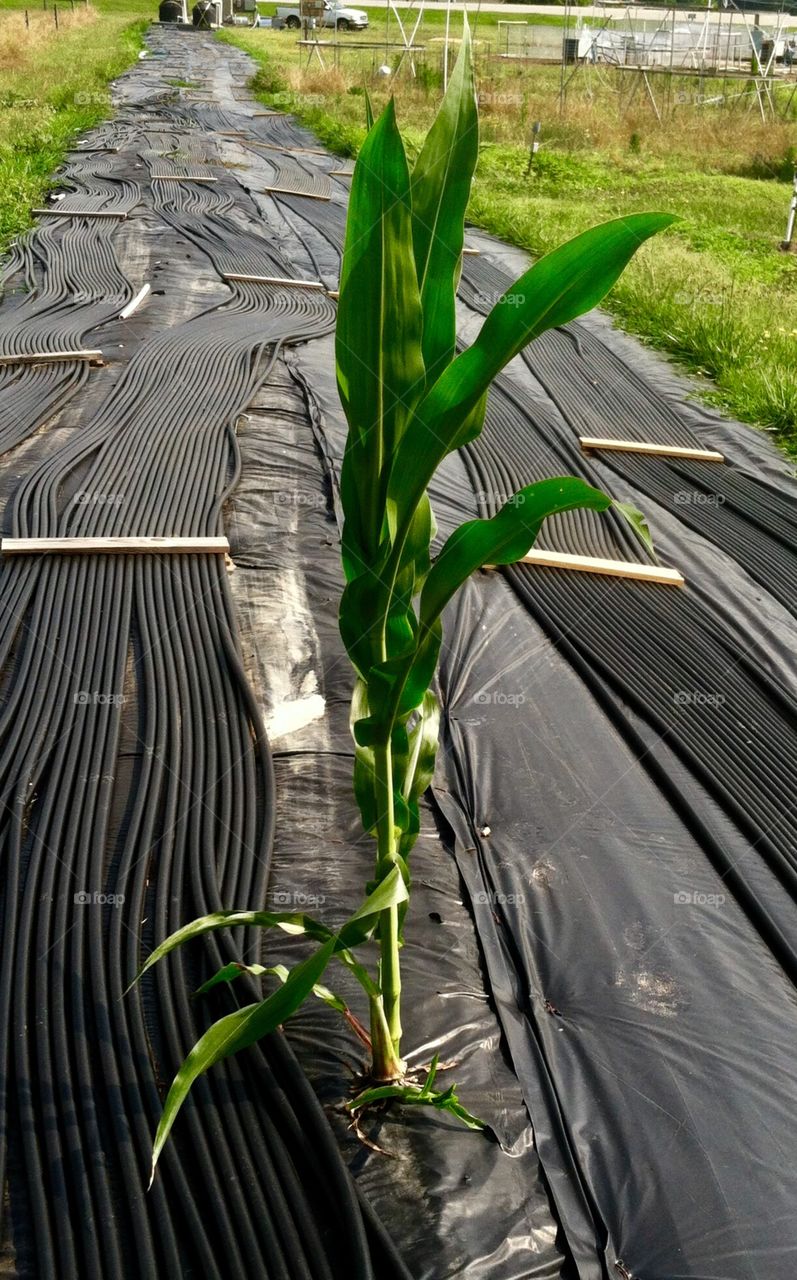 Renegade corn stalk in the solar heating pipes