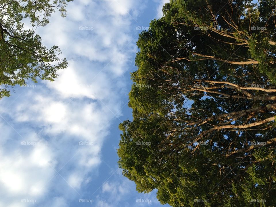 Trees against cloudy sky