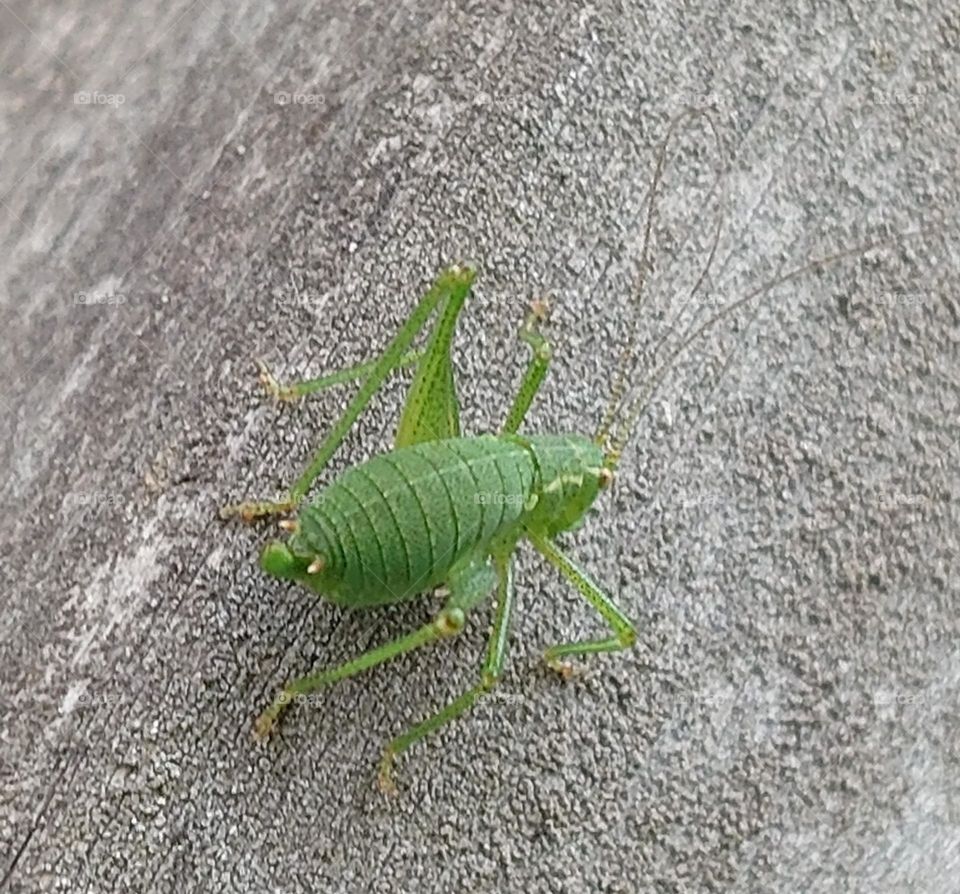 Grasshopper in the backyard