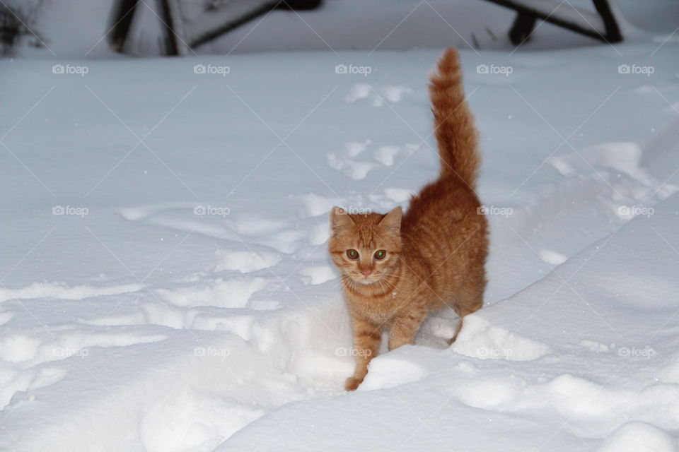 Red cat in snow 