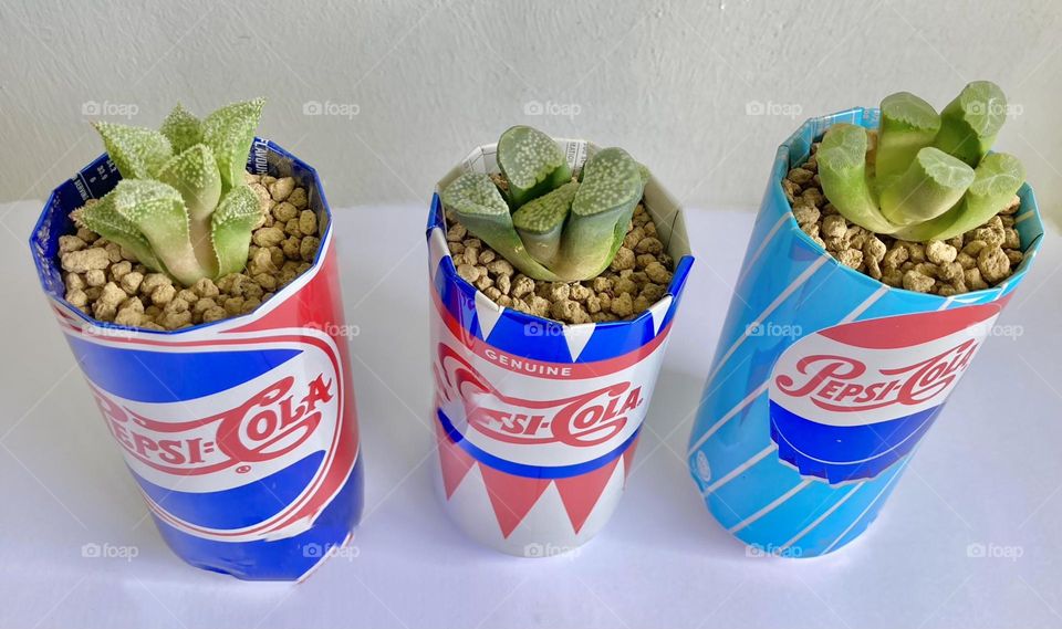 DIY and Crafts: handmade planter pots by cutting and reusing old cola cans for growing succulents Haworthia