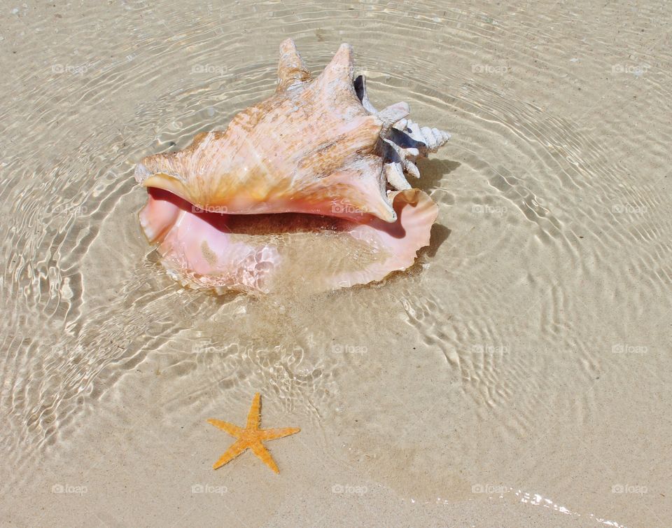 Conch shell on beach sandy water ocean 