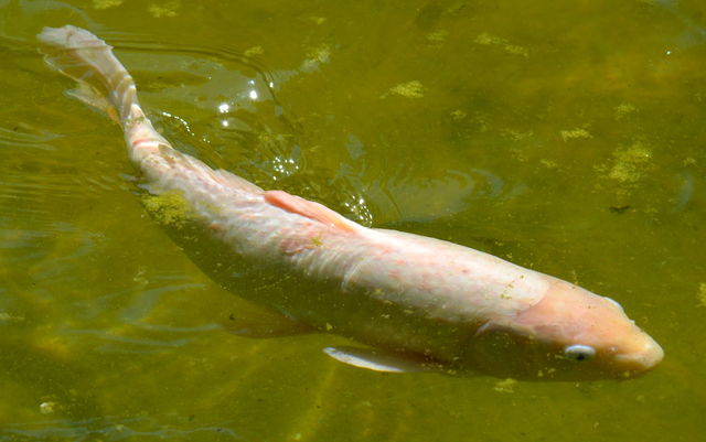 Fish