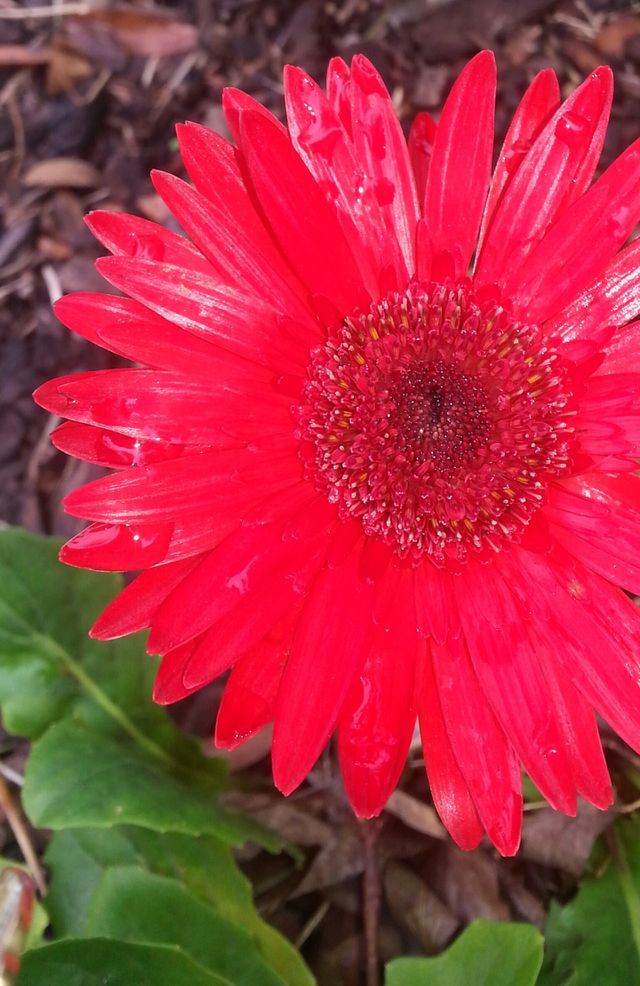 Red Gerber