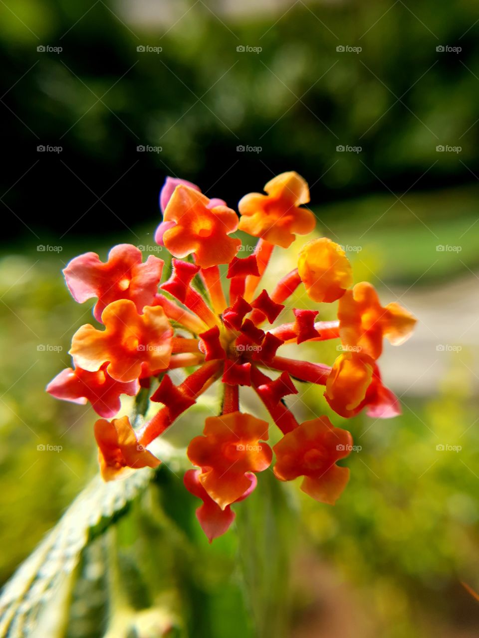 beautiful wild lantana flowers that grow in orange