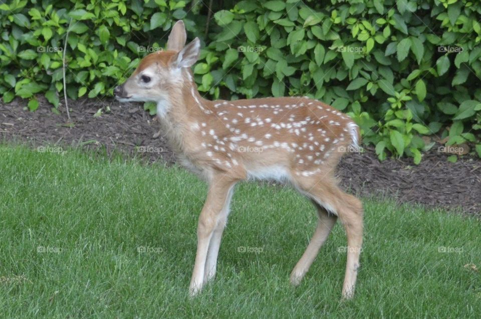 Doe and Fawn