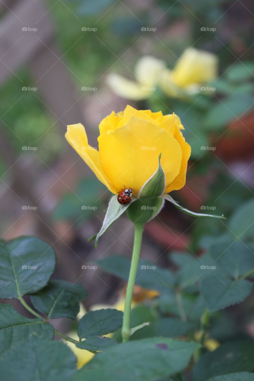 Ladybug & yellow rose