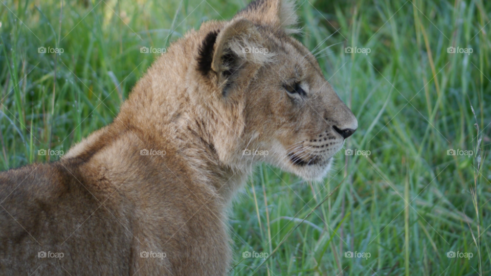 lion lion cub maasai mara by rajtamarind