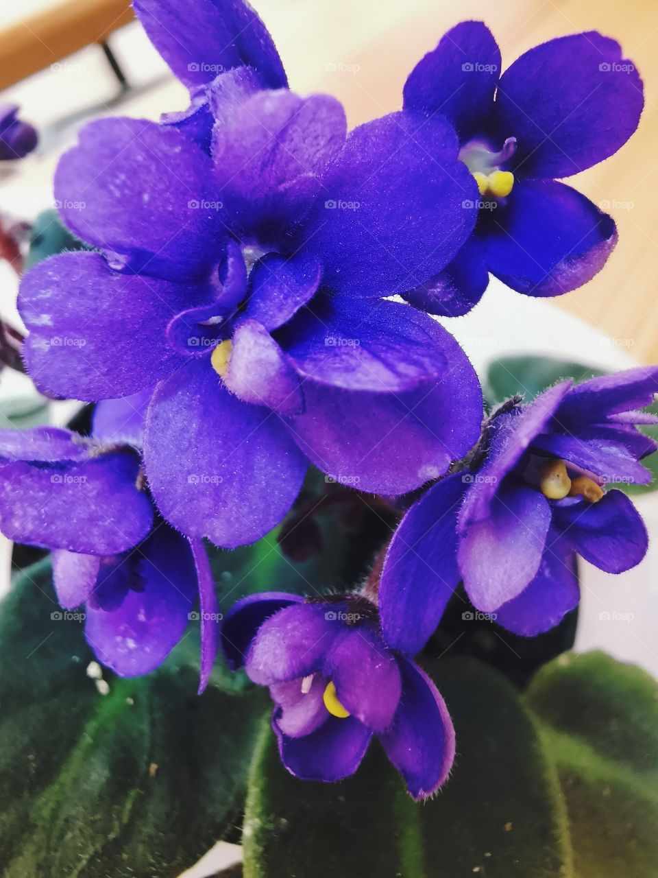 Clash colors colorful flower beauty nature greens outdoor plant flower beauty nature greens wild forest dark shades shape beautiful place blue violet