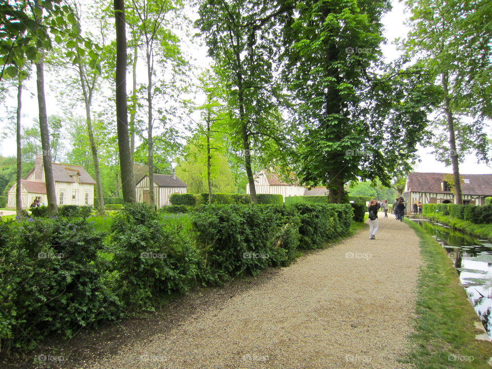 Tree, Guidance, Garden, Road, Park